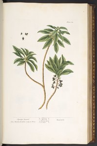 Talerz 62, z „Ciekawy zielnik” autorstwa Elizabeth Blackwell