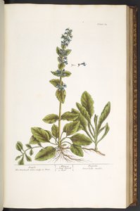 Talerz 64, Trąbka, z „Ciekawego zielnika” autorstwa Elizabeth Blackwell