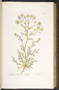 Talerz 67, z „Ciekawy zielnik” autorstwa Elizabeth Blackwell