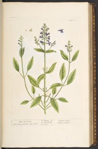 Talerz 71, z „Ciekawy zielnik” autorstwa Elizabeth Blackwell