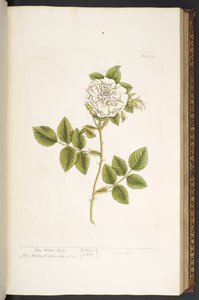 Talerz 73, z „Ciekawy zielnik” autorstwa Elizabeth Blackwell