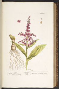 Talerz 74, z „Ciekawy zielnik” autorstwa Elizabeth Blackwell