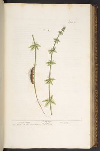 Talerz 76, Krzyżówka, z „Ciekawy Herbal” autorstwa Elizabeth Blackwell