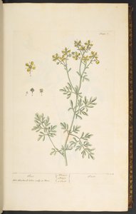 Talerz 7, Rue, z „Ciekawy zielnik” autorstwa Elizabeth Blackwell