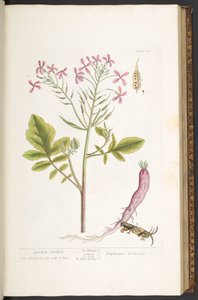 Talerz 81, z „Ciekawy zielnik” autorstwa Elizabeth Blackwell
