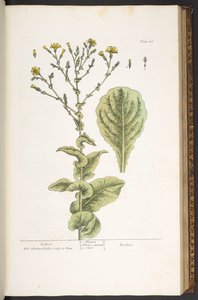 Talerz 88, z „Ciekawskiego zielnika” autorstwa Elizabeth Blackwell