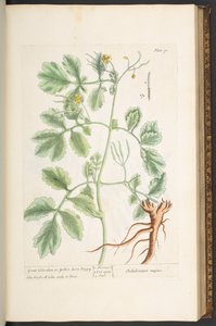 Tabliczka 91, Wielki glistnik lub Mak z żółtego rogu, z „Ciekawego zielnika” autorstwa Elizabeth Blackwell