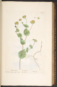 Talerz 95, z „Ciekawy zielnik” autorstwa Elizabeth Blackwell