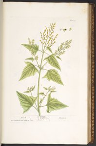 Talerz 99, z „Ciekawy zielnik” autorstwa Elizabeth Blackwell