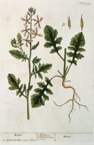 Rakieta, tablica 242 z "A Curious Herbal", opublikowana w 1782 r. (rycina kolorowa)