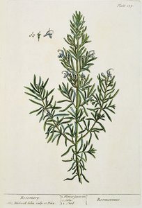 Rosmarinus Officinalis, z „Ciekawy zielnik”, 1782 (kolorowy grawerunek) autorstwa Elizabeth Blackwell