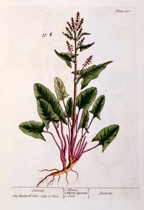 Sorrel, płyta 230 z „Ciekawego zielnika”, wydana w 1782 r. (kolorowa grawerunek) autorstwa Elizabeth Blackwell