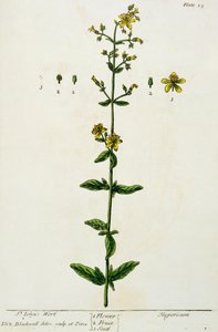 ziele dziurawca, tablica 15 z "Ciekawego zielnika", wydana w 1782 r. (kolorystyka) autorstwa Elizabeth Blackwell