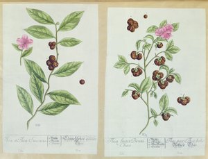 Herbata i chińska herbata, talerz z "Herbarium Blackwellianum" wydany w 1757 r. w Norymberdze (Niemcy) (kolor grawerowany) autorstwa Elizabeth Blackwell