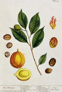 Gałka muszkatołowa, płyta 353 z „Ciekawego zielnika”, wydana w 1782 r. (kolorowa grawerunek)