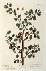 Drzewo tarniny, tablica 494 z „Ciekawskiego zielnika”, wydana w 1782 r. (kolorowa grawerunek) autorstwa Elizabeth Blackwell