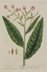 Tytoń, tablica 146 z "A Curious Herbal", opublikowana w 1782 r. (rycina kolorowa)