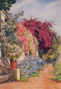 Bougainvillea and Roses, Welgelegen, Rosebank (kolorowa litografia)