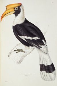 Buceros Cavatus, z „Stulecie ptaków z Himalajów”, 1830-32 Johna Goulda (1804-81)