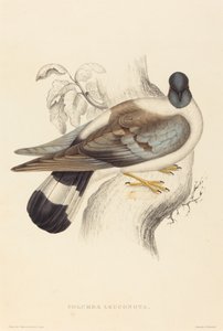 Columba Leuconota (Śnieżny Gołąb)