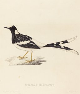 Enicurus Maculatus (widłogon plamisty)