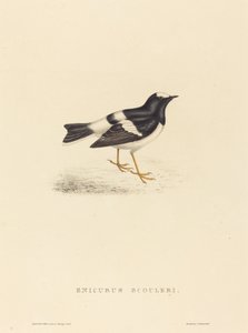 Enicurus Scouleri (Mały widłogon)