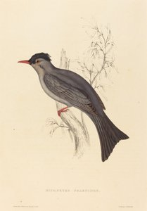 Hypsipetes Psaroides (Czarny Bulbul)