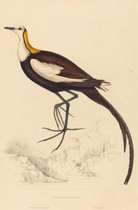 Parra Sinensis (Jacana z bażantem)