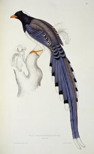 Pica Erythrorhyncha, z "A Century of Birds from the Himalaya Mountains", 1830-32, autorstwa Johna Goulda (1804-81)