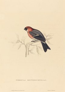 Pyrrhula Erythrocephala (gil rudy)