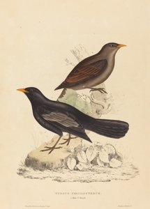 Turdus Poecilopterus (drozd Azteków)