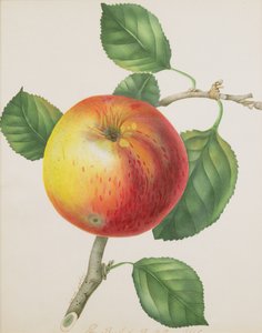 Jabłko, ok.1835 (wc) autorstwa Elizabeth Jane Hill