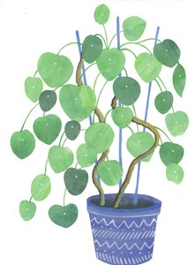 Roślina Pilea, 2017 (akwarela i kolaż)