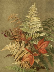 Jesienne paprocie