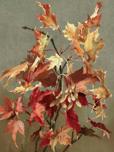 „Jesienne liście”, nr 2 (klon) autorstwa Ellen Thayer Fisher