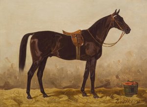 E. Volkers, Gesattelter Rappe