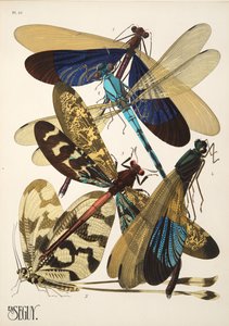 Talerz 10 z Owady, wyd. 1930 (odbitka w pochoirze) autorstwa Émile Allain Séguy