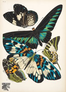 Płyta 10, z Butterflies, wyd. 1925 (odbitka szablonowa) autorstwa Émile Allain Séguy