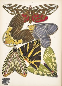 Płyta 14, z Butterflies, wyd. 1925 (odbitka szablonowa) autorstwa Émile Allain Séguy
