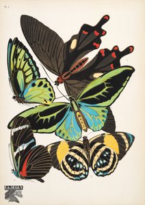 Płyta 1, z Butterflies, wyd. 1925 (odbitka szablonowa) autorstwa Émile Allain Séguy