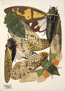 Talerz 2 z Owady, wyd. 1930 (odbitka w pochoirze) autorstwa Émile Allain Séguy