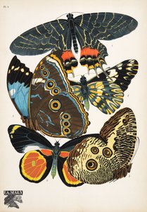 Płyta 2, z Butterflies, wyd. 1925 (odbitka szablonowa)