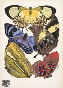 Płyta 4, z Butterflies, wyd. 1925 (odbitka szablonowa) autorstwa Émile Allain Séguy