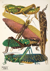 Tabliczka 7 z Owady, wyd. 1930 (odbitka w pochoirze) autorstwa Émile Allain Séguy