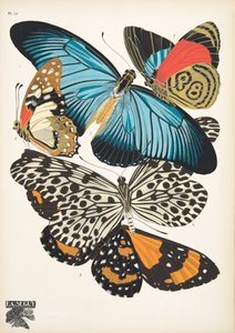 Płyta 11, z Butterflies, wyd. 1925 (odbitka szablonowa)
