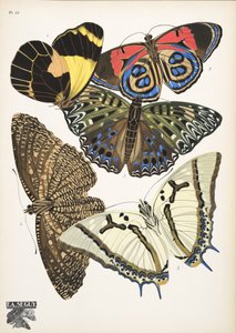 Płyta 12, z Butterflies, wyd. 1925 (odbitka szablonowa) autorstwa Émile Allain Séguy