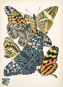 Płyta 3, z Butterflies, wyd. 1925 (odbitka szablonowa) autorstwa Émile Allain Séguy