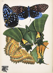 Płyta 6, z Butterflies, wyd. 1925 (odbitka szablonowa)