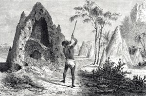 Sieci białych mrówek, termity (grawerowanie) autorstwa Emile Antoine Bayard