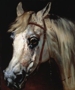 Głowa konia arabskiego, ok. 1840-50 (olej na płótnie) autorstwa Emile Jean Horace Vernet